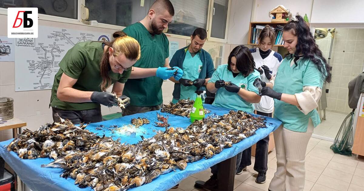 Близо 600 птици са загинали вследствие на изпитан стрес, предизвикан