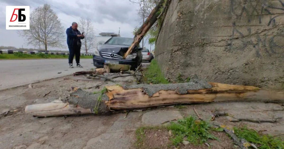 Силният вятър в Северна България причини щети, след като събори