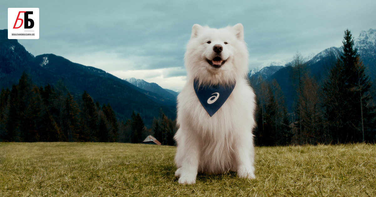 Има едно популярно меме, в което стопаните на котки се