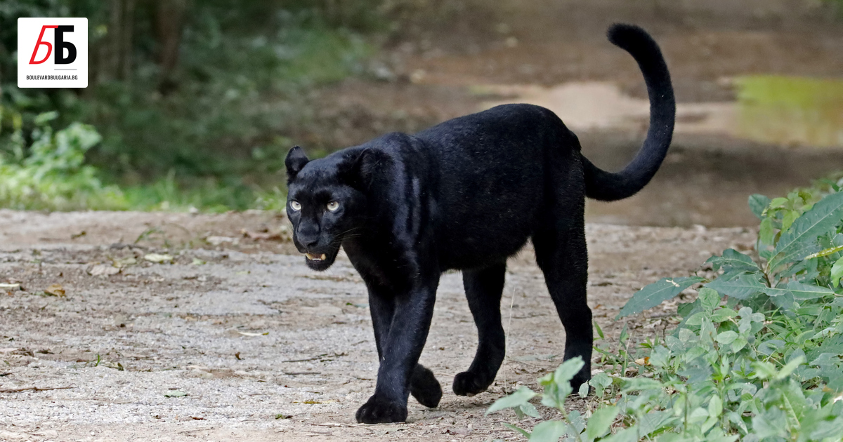 Продължава издирването на пантерата в района на Шуменското плато.От животното