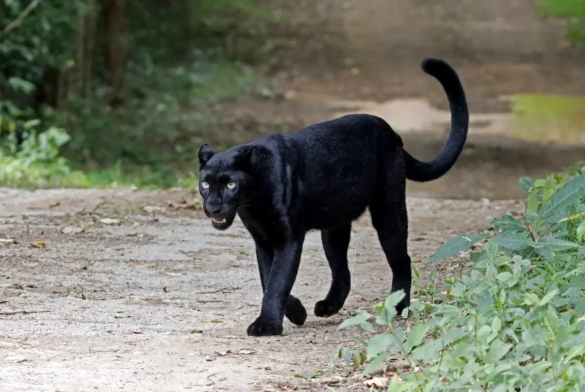 Ловят черния леопард в Шумен с капан за мечки 