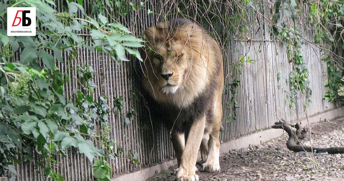 Бихте ли дарили коня си за храна? С този въпрос