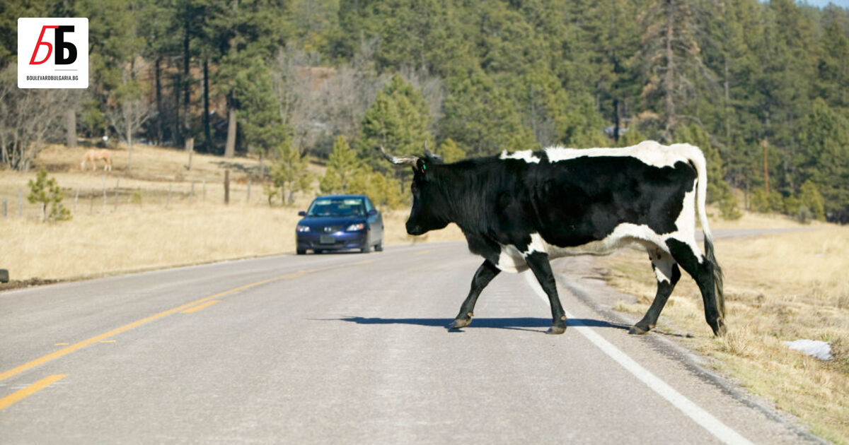 Автомобил се сблъска със стадо биволи, които внезапно излезли на