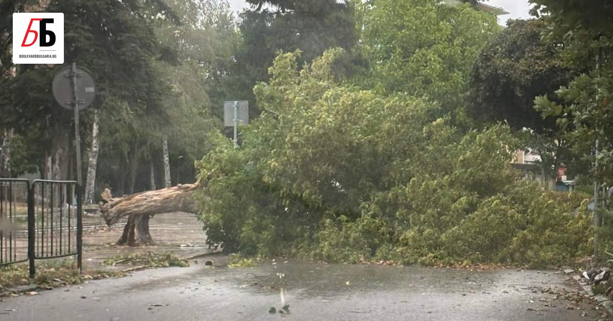 Автомобил е бил затиснат от паднало дърво насред пътното платно