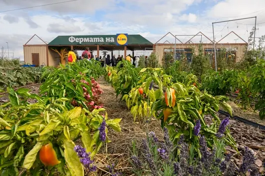 Lidl показва на децата  пътя на храната от полето до чинията