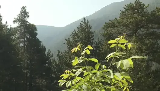 Мъж, обявен за мъртъв и изчезнал преди 13 години, е открит жив в Пирин