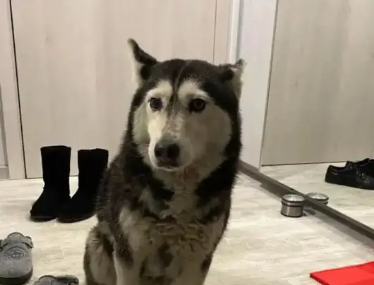 Над 167 000 души искат справедливо наказание, след като лекар прегази куче