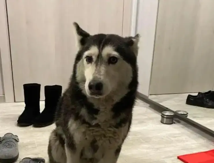 Над 167 000 души искат справедливо наказание, след като лекар прегази кучето Мая