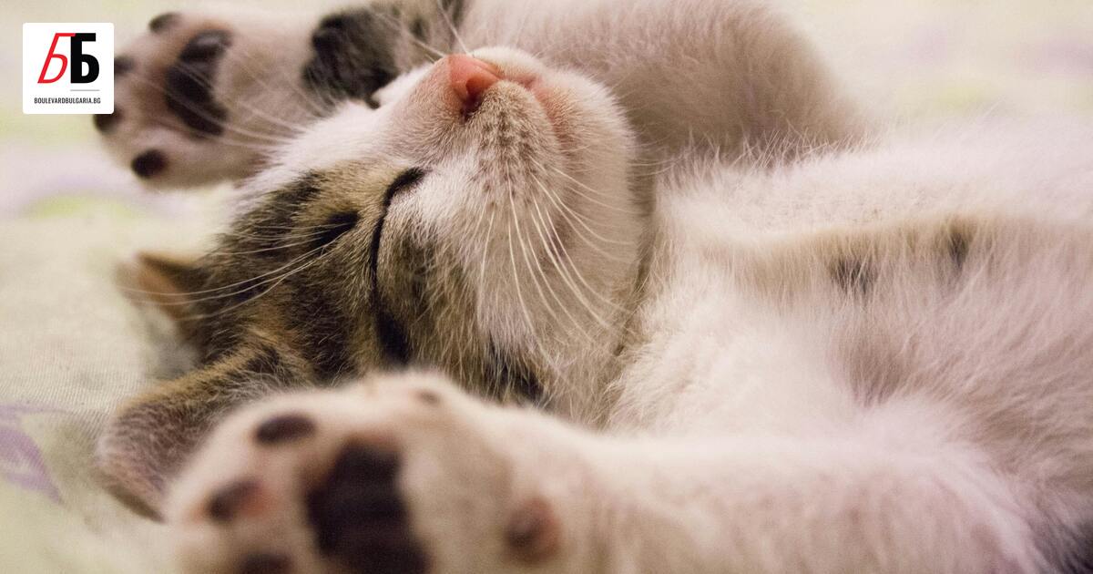 Кое е най-сладкото нещо на света? Мед, шоколад, сладолед с