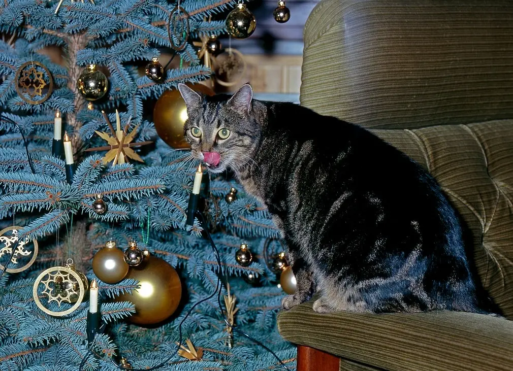 Броени дни остават до края на фотоконкурса с награди от Xiaomi „Празнично Mi e”