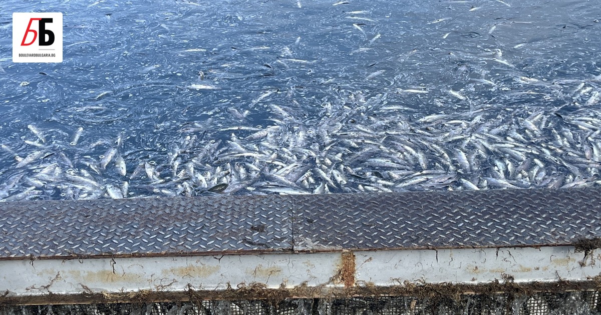 Огромно количество умряла риба е открито в рибовъдно стопанство край