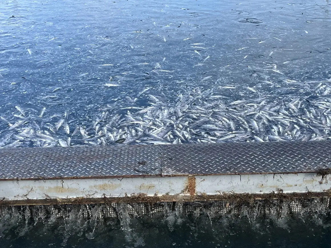 Сигнал за огромно количество мъртва риба край Карлово предизвика проверки 