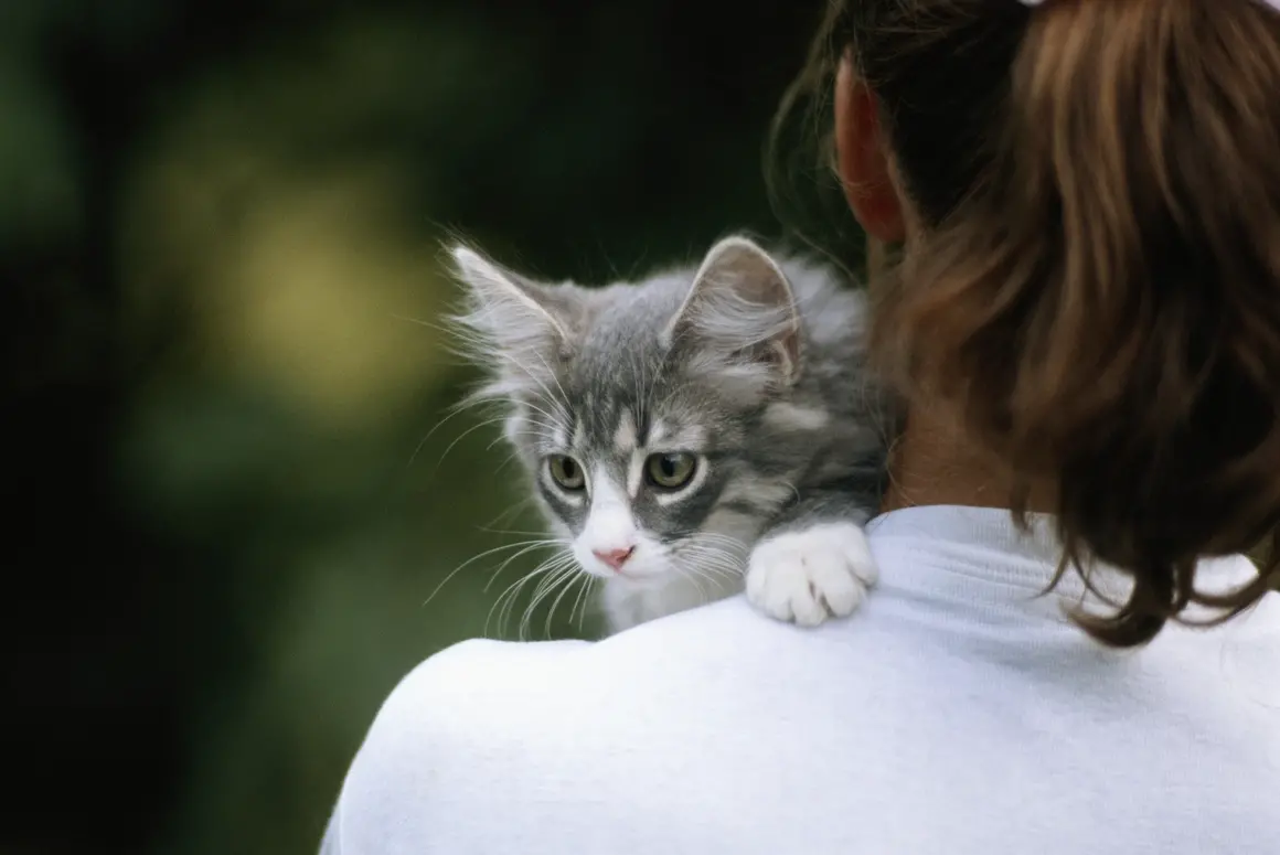 Кастрацията като здравна превенция - какво трябва да знае всеки стопанин на котка