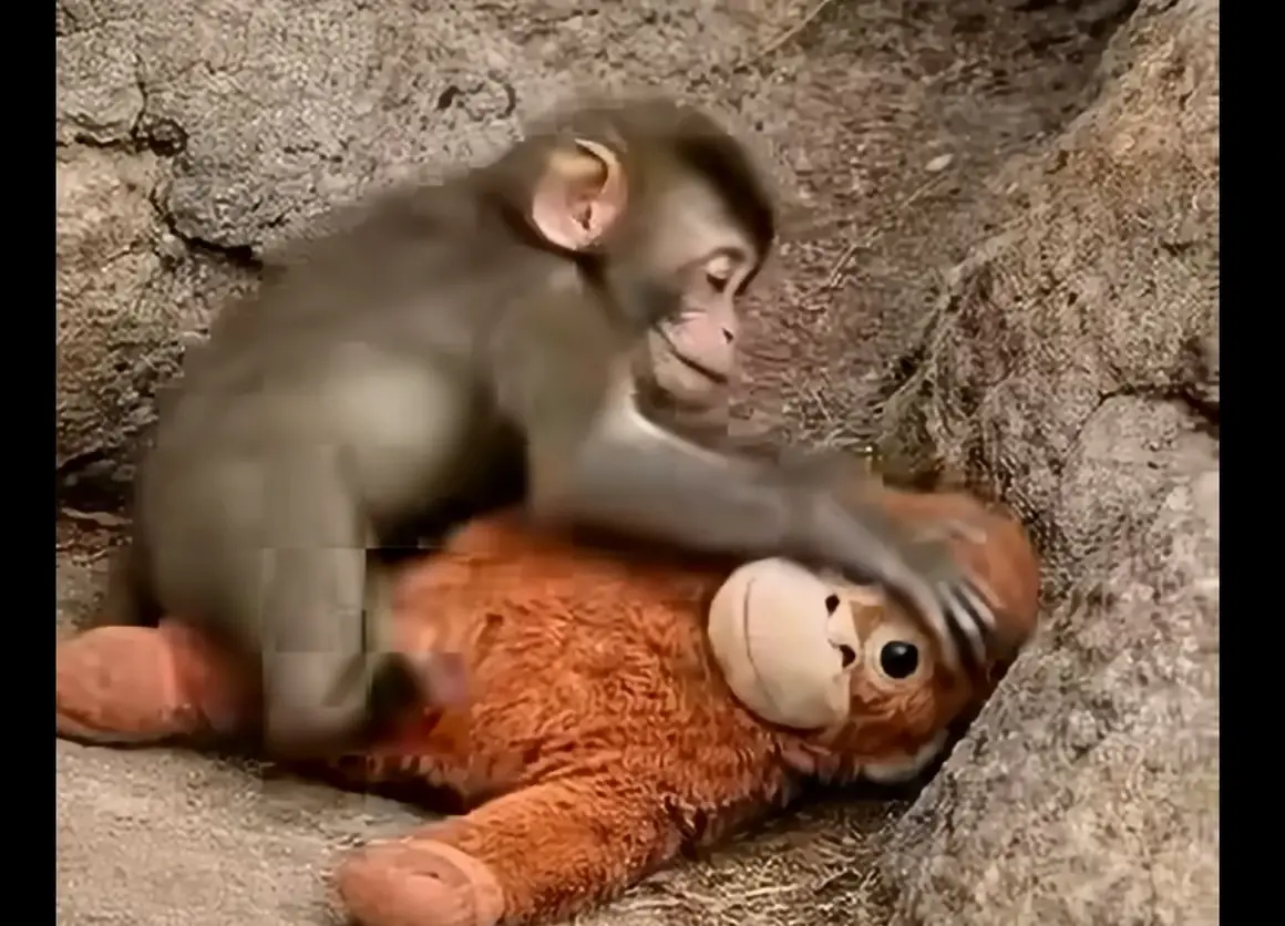 Макакът Пънч, който развълнува света, а IKEA отново улови смисъла