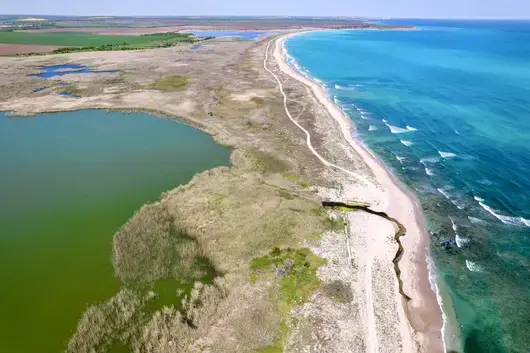 Стотици мъртви птици и девет делфина изхвърли морето край Дуранкулак