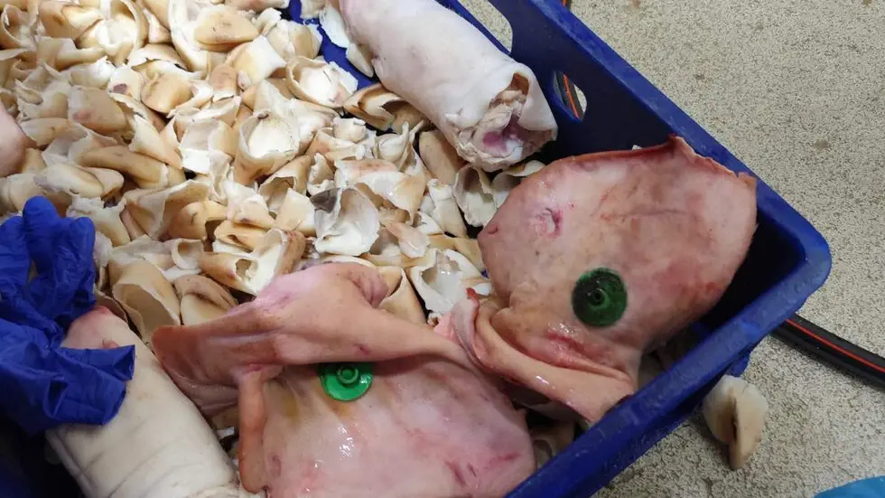 БАБХ хвана 3,5 тона храни с изтекъл срок на годност от кланица на “МК Братя Радеви” в Дулово