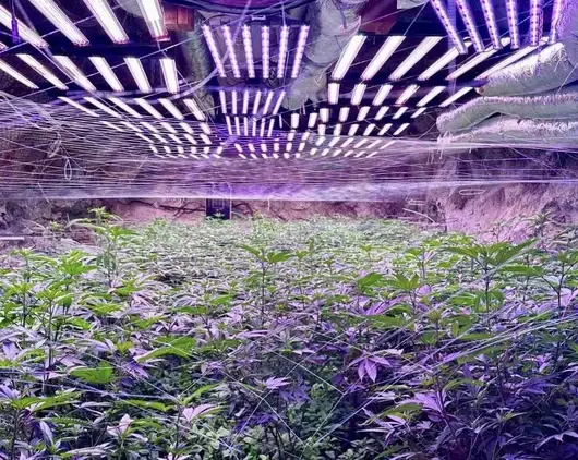  Над 20 галерии в бивша мина са превърнати в оранжерия за канабис 