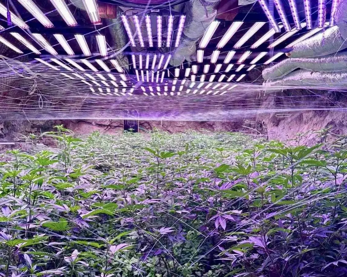  Над 20 галерии в бивша мина са превърнати в оранжерия за канабис 