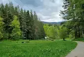 Започват обходи с дронове на Витоша, след като мечка и малкото ѝ нападнаха човек