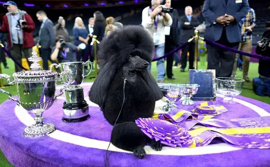 Кучешкият рай в Ню Йорк